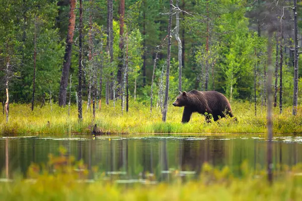 Big adult brown bear walks in the woods. This bear is called ursus arctos.