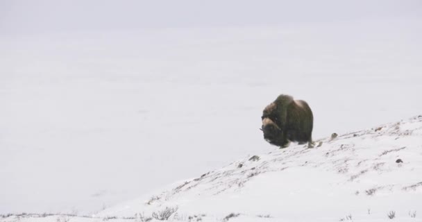 Duży Wół Piżmowy Spacerujący Zimą Śnieżnej Zamieci Zimowe Góry Dovrefjell — Wideo stockowe