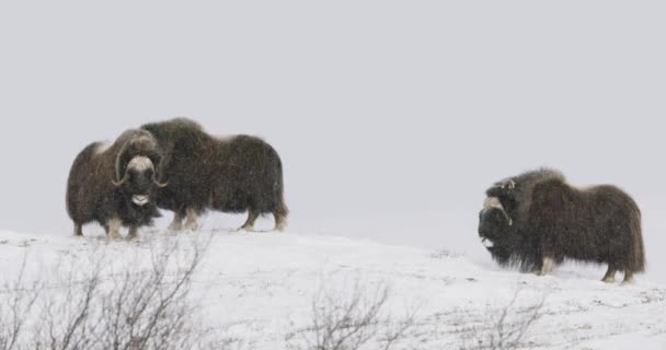 Tres Almizcles Dovrefjell Montañas Frías Invierno Fuerte Tormenta Nieve Dovre — Vídeos de Stock