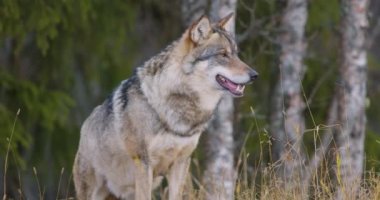 Ormandaki erkek bir gri kurdun yakın çekimi ve yürüyüp gitmesi..