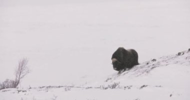 Büyük misk öküzü kışın şiddetli kar fırtınasında yürüyor. Kışın Dovrefjell soğuk dağları, Dovre, Norveç. Yavaş çekim .