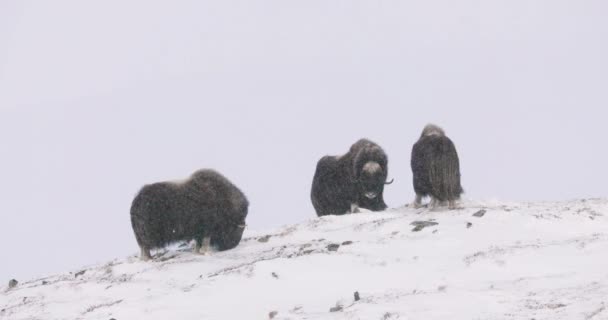 Three Musks Dovrefjell Cold Mountains Winter Heavy Snow Blizzard Dovre — Stock Video