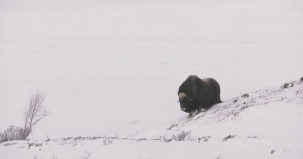 Зимой Крупный Мускулистый Бык Гуляет Снежной Метели Холодные Горы Доврефьель — стоковое видео