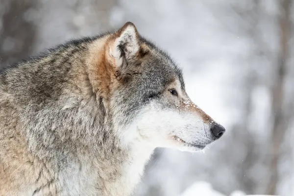 Close-up of beautiful and magnificent wolf standing in the woods a cold winter day with snow on the nose. Snow on the ground and on the trees.