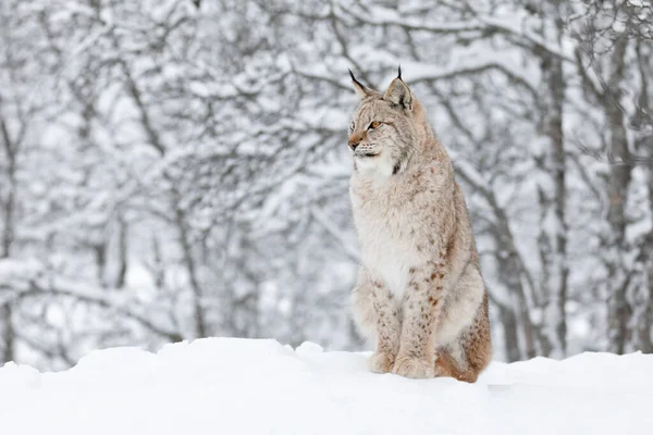 Beau Lynx Européen Chat Assis Dans Neige Hiver Froid Janvier Photo De Stock