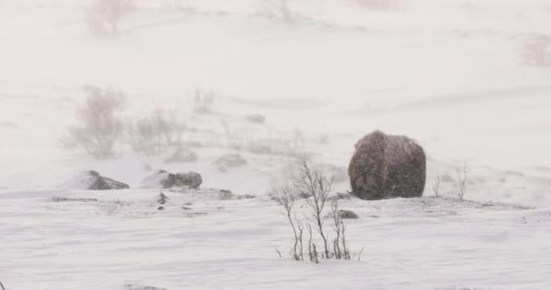 Wołu Piżmowego Zimowych Górach Dovrefjell Ciężka Śnieżyca Dovre Norwegia — Wideo stockowe