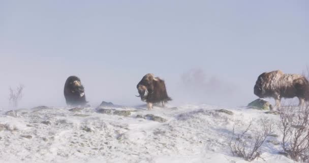 Trzy Muszki Dovrefjell Spacerują Zimą Zimnych Górach Ciężka Śnieżyca Dovre — Wideo stockowe