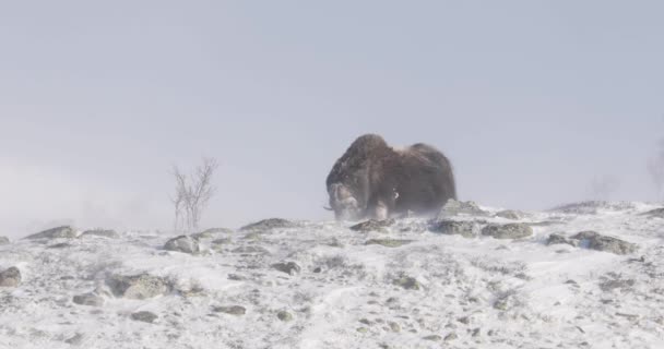 冬の寒い山で食べるムスクオックス ノルウェーのデュラントで大雪の吹雪 — ストック動画