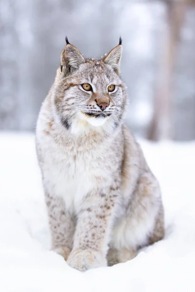 Close Van Jonge Europese Lynx Cub Zitten Sneeuw Koude Winter Rechtenvrije Stockfoto's