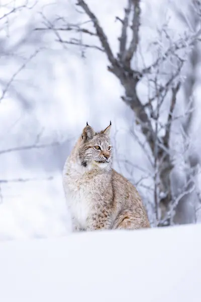 Portrait Lynx Européen Assis Dans Neige Forêt Froide Hiver Février Photo De Stock