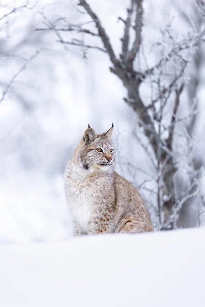 Portret Van Een Europese Lynxkat Sneeuw Koud Winterbos Februari Rechtenvrije Stockafbeeldingen