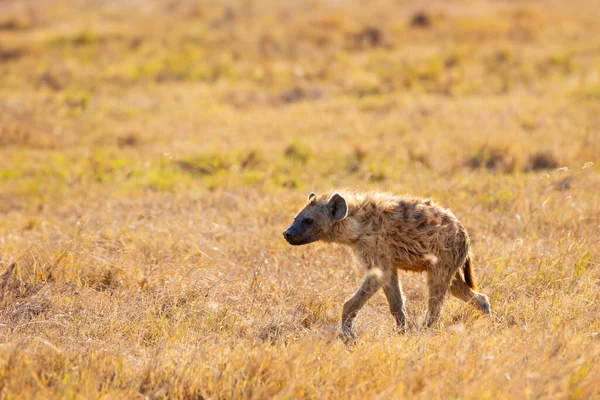 Een Eenzame Hyena Wandelt Door Gouden Grassen Van Savanne Tijdens Stockfoto