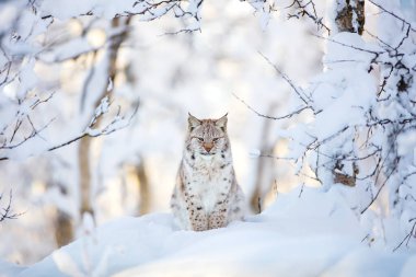 Huzurlu bir vaşak, kuzeydeki vahşi doğada karlı bir arazinin ortasında oturur ve toprakları üzerinde sükunet ve egemenlik yayar..