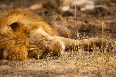 An up-close look at an African lion resting in its natural habitat during a safari adventure, capturing the essence of wildlife and nature. clipart