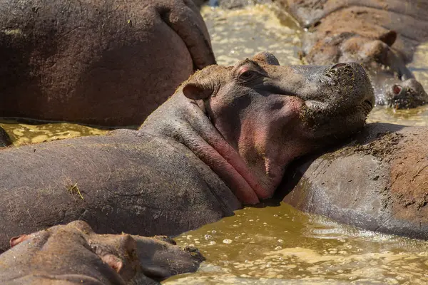 Close Van Vreedzame Nijlpaarden Ondergedompeld Water Tijdens Een Zonnige Dag Stockfoto
