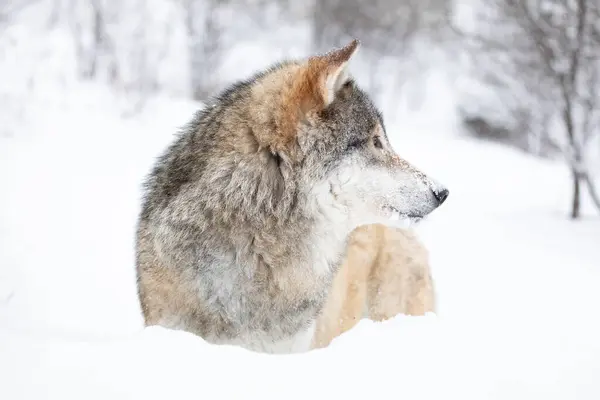 Lobo Majestoso Observando Calmamente Seus Arredores Tranquilo Cenário Escandinavo Inverno Fotos De Bancos De Imagens Sem Royalties