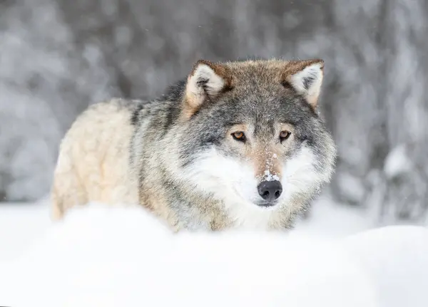 Ein Majestätischer Eurasischer Grauer Wolf Wandert Durch Die Weiße Schneebedeckte Stockbild