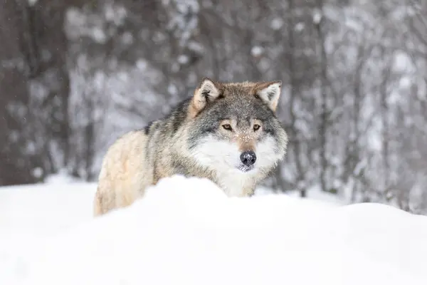 Ein Einsamer Wolf Steht Inmitten Eines Ruhigen Schneefalls Und Verkörpert lizenzfreie Stockfotos