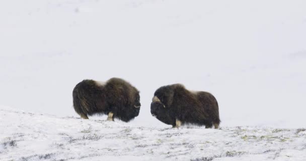 Two Muskoxen Stand Facing Each Other Snowy Scandinavian Landscape Large — Αρχείο Βίντεο