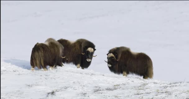 Moskusokse Besætning Snedækkede Bjerge Dovre Nationalpark Norge Disse Ikoniske Dyr – Stock-video