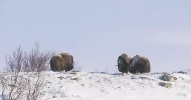 Norveç 'in Dovre kentindeki karla kaplı arazide dolaşan iki misk öküzü İskandinav yaban hayatının güzelliğini gözler önüne seriyor..