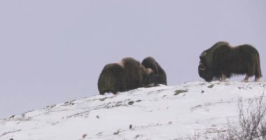 Norveç, Dovre 'de karla kaplı bir tepede misk öküzleri grubu İskandinav yaban hayatını gözler önüne sererken yakalandı..