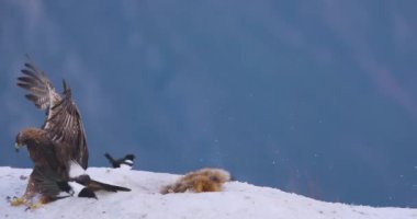 Norveç, Telemark 'ta fiyortlarla karlı bir arazide duran altın kartal doğanın görkemini ve gücünü gösteriyor..