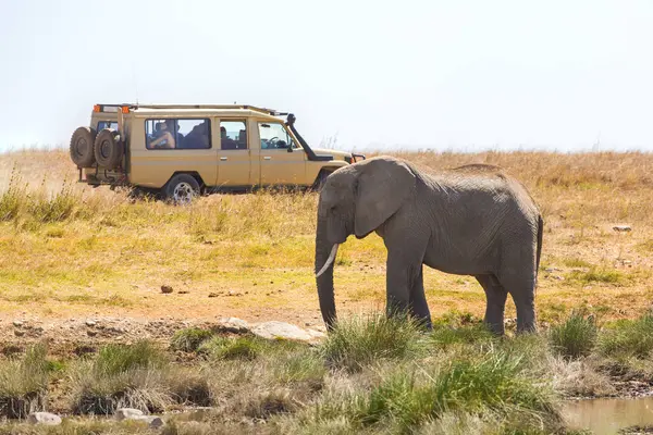 stock image An African elephant grazes close to a safari vehicle in the wild plains of Tanzania. Perfect for wildlife, nature, and travel themes.