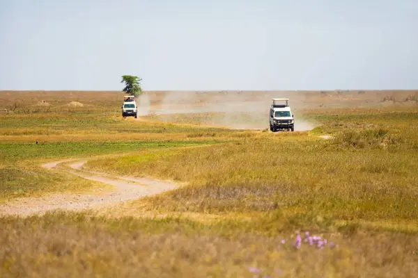 stock image Safari jeeps driving through the expansive grasslands of Tanzania, capturing the essence of wildlife adventure and exploration.