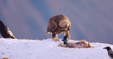 Norveç 'in Telemark fiyortlarının üzerindeki kış manzarasında altın kartallar. Bu ham ve görkemli sahne vahşi yaşamı en güçlü haliyle yakalıyor..