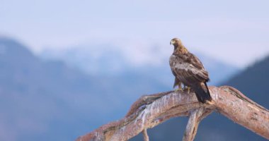 Altın kartal Norveç 'in Telemark fiyortlarının üzerindeki kış manzarasında görkemli bir şekilde bir ağaca tünedi. Doğanın saf güzelliğini ve gücünü yakalar..