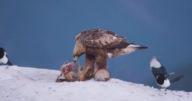 Altın kartal, Norveç 'in Telemark kentinin manzaralı fiyortlarıyla kışın doğal gücünü sergiliyor. Görkemli vahşi yaşam doğal ortamında..