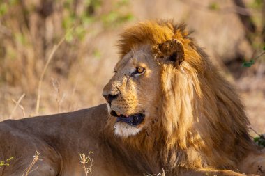 Close-up of a majestic lion resting in the warm, golden grasses of the Serengeti. Captured in the natural habitat, showcasing the lions powerful presence and intense gaze. clipart