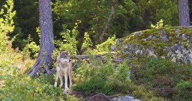 Yaz boyunca yemyeşil ve yosun kaplı kayalarla çevrili bir gri kurt ormanda tetikte bekliyor. İskandinav vahşi yaşam kavramları uç yırtıcı, güçlü memeli, vahşi hayvan ve etobur