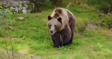 Büyük kahverengi bir ayı çimenli bir İskandinav ormanında yürüyor. Ayı yiyecek arıyor ve aç gibi görünüyor. Bu klip vahşi doğa, doğa ve vahşi yaşamı çağrıştırıyor..