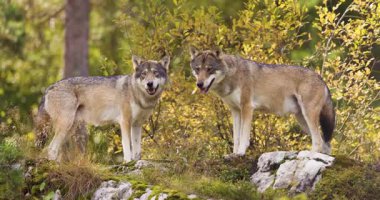 İki gri kurt, sonbahar boyunca İskandinav ormanlarında kayalık, yosunlu bir çıkıntıda dururlar. Birlikte yürümeden önce şakalaşıyorlar..