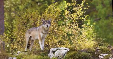 Büyük gri bir kurt, kayalar, yosunlar ve otlarla dolu bir tepede renkli yaprakların ve esnemelerin önünde duruyor. Doğal ortamında İskandinav yaban hayatı.