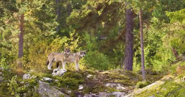 İki gri kurt, gün boyunca İskandinav ormanlarında küçük yosunlu ve kayalık bir tepenin üzerinde bir arada durur ve bölgelerine bakarlar..