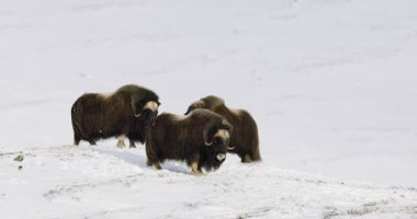 Norveç 'in Dovre kentindeki kutup çölünde karla kaplı bir tepede duran üç misk öküzü. Sert kış koşullarında İskandinav yaban hayatının güzelliğini ve direncini yakalamak.