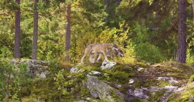 İki gri kurt İskandinav ormanındaki küçük kayalık bir uçurumda duruyor. Bir kurt esnerken diğeri etrafa bakıyor. Orman yemyeşil ağaçlar ve yosun kaplı kayalarla dolu..