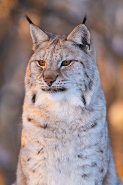 Doğal ışık altında yakalanan bir vaşağın çarpıcı tasviri. Kedi yüz hatları bulanık bir arkaplan üzerine vurgulanır, büyüleyici bakışlar ve görkemli bir varlık yaratıklara yakından bir bakış verir.