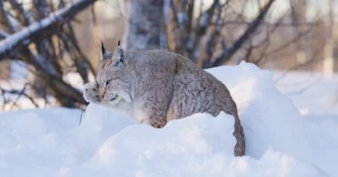 Güzel bir vahşi vaşak, kürkünü titizlikle bakımlı, el değmemiş, karla kaplı kış manzarasında yakalar. İskandinavya ve Kuzey Avrupa 'ya özgü bu görkemli kedi doğal davranışını sakin bir orman ortamında sergiliyor.