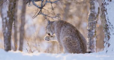 Güzel bir Avrasyalı vaşak kışın karla kaplı bir ormanda patisini tımar ederken görülüyor. Görkemli vahşi kedi, dingin İskandinav manzarasının ortasında sakince oturur. Kalın kürkü el değmemiş beyaz çevreyle harmanlanır. Sonra duruyor, bakıyor.