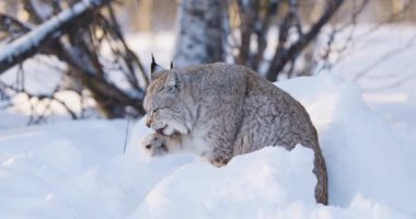 Görkemli bir Avrasya vaşağı kürkünü titizlikle el değmemiş, karlı bir arazide tımar eder. Bu güçlü vahşi kedi İskandinavya 'nın sert kış koşullarına mükemmel bir şekilde uyum sağlamıştır. Kalın paltosu ve ayırt edici kulak tokalarını sergilemektedir. Tecrübe edin
