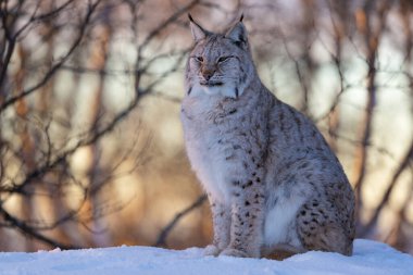 Görkemli bir vaşak, çıplak kış ağaçları ve yumuşak alacakaranlıkla çevrili, karlı bir orman ortamında tünemiştir. Pürüzsüz kürkü mevsimlik paletle uyumlu bir şekilde harmanlanır. Sahne, hayvanların zarafetini ve doğal güzelliğini yakalar.
