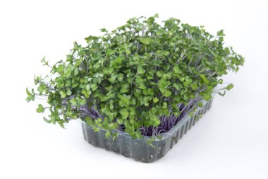 Genç mikroyeşil lahanalar, pencere kenarındaki bir tencerede yetişir. Kırmızı lahananın faydalı yeşillikleri. Her gün yemek için organik sebze konsepti. Seçici odak