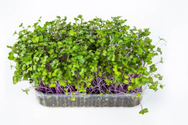 Kırmızı lahana mikro yeşillikleri topraklı plastik bir tencerede yetişir. Hafif arka planda bir tencerede mikroçerezler. Sağlıklı beslenme kavramı. Kapat.