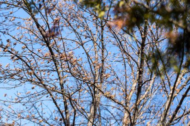 Kış ağaçlarının sonunda yapraklar güneşe doğru uzanır mavi gökyüzünün arka planına doğru. Bahar geldi.