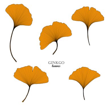 Beyaz arkaplanda izole edilmiş turuncu ginkgo biloba yaprakları kümesi, botanik vektör çizimi