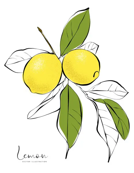 Ilustración Vectorial Botánica Rama Limonero Con Frutos Limón Hojas Aisladas Ilustraciones de stock libres de derechos